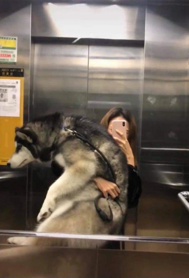 Живность из сети