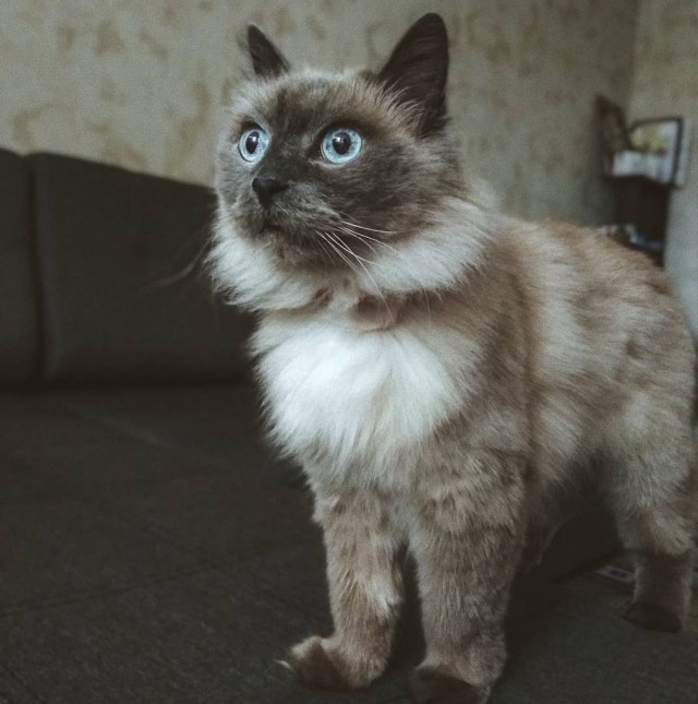 Коты из сети
