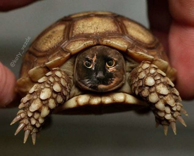 Коты везде