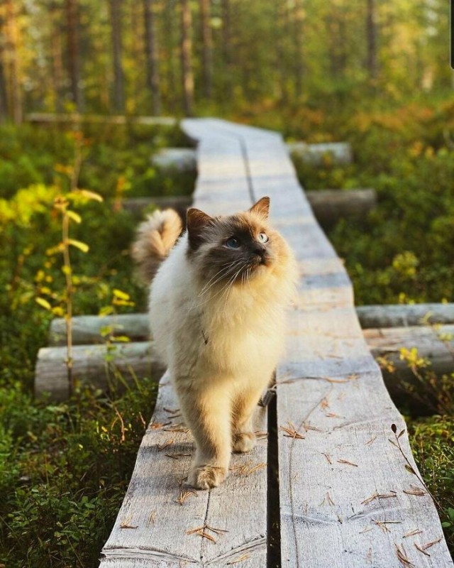 К - Котогеничность