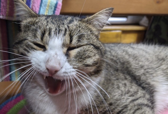 Котовторник!