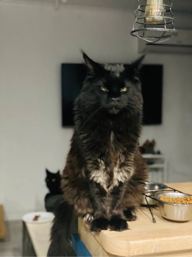 Кот Мейн-кун: царь домашних кошек!