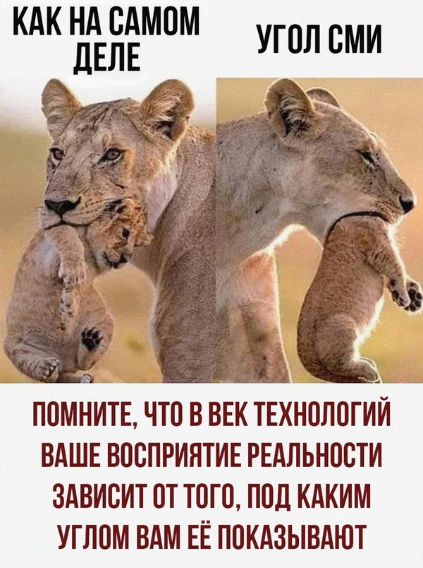 Умилительный сюжет с Евроньюс