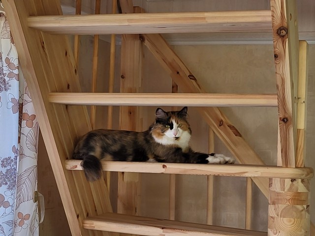 Ура! Котовторник.
