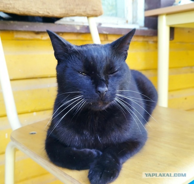 Котик с приюта