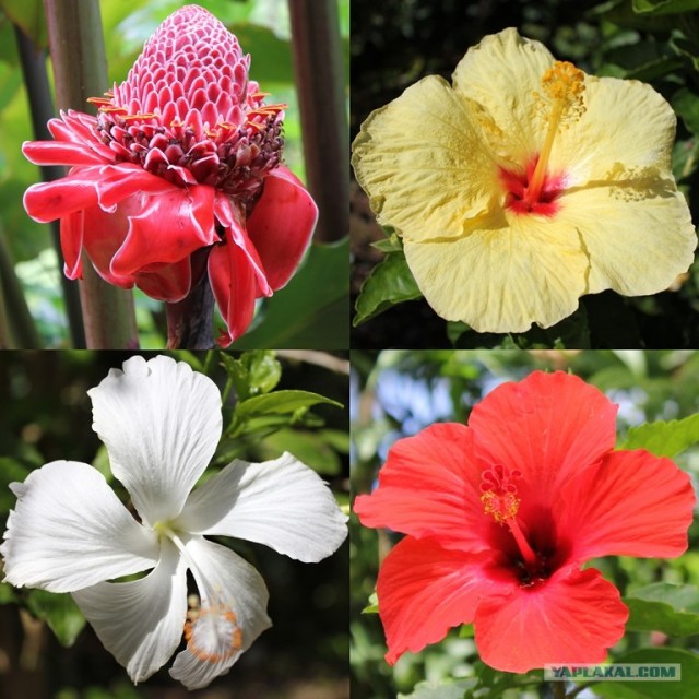 Путешествие на Гавайи