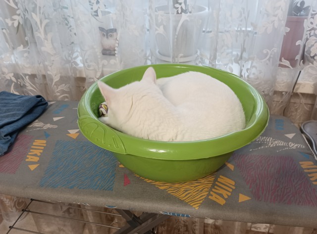 Котовторник 18.10.22