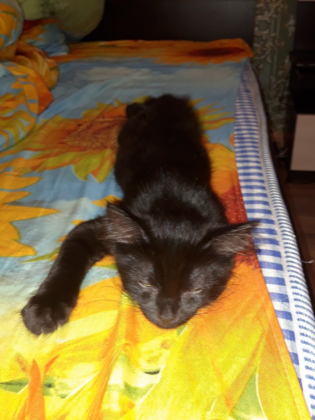 Котячьих потягушечек вам в ленту!