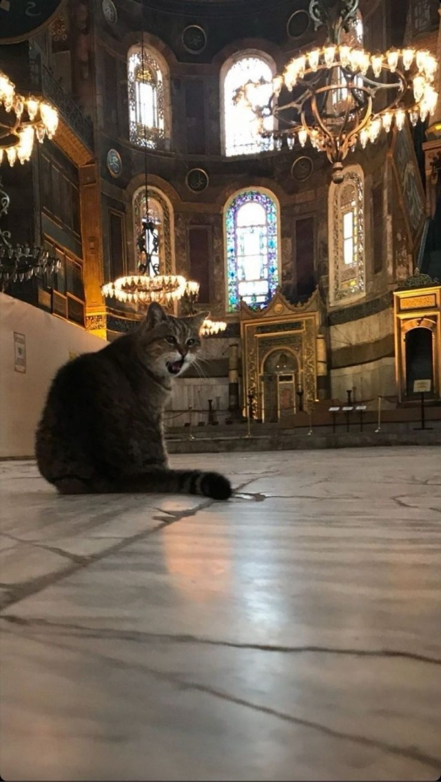 Кошки на развалинах города Помпеи