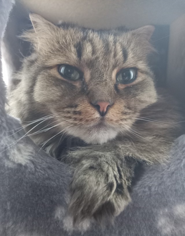Это что, котовторник?