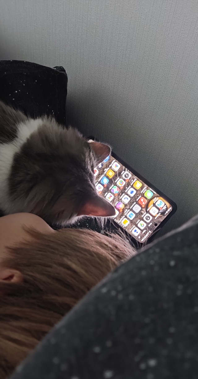 Смешные коты, которые бы победили на конкурсе абсурдных фотографий