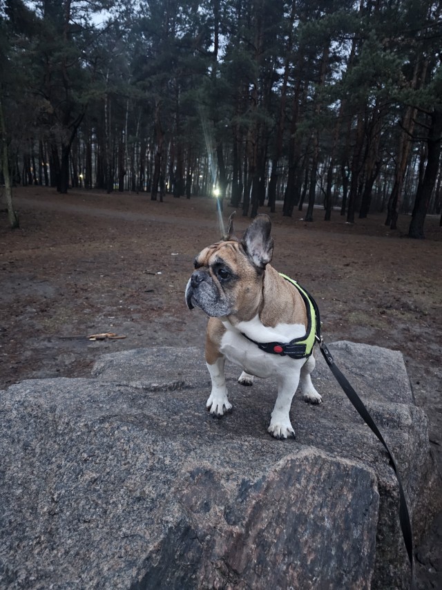 Собакочетверг!