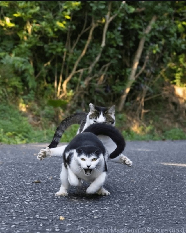 Котиков много не бывает))) отдохните от суетного мира