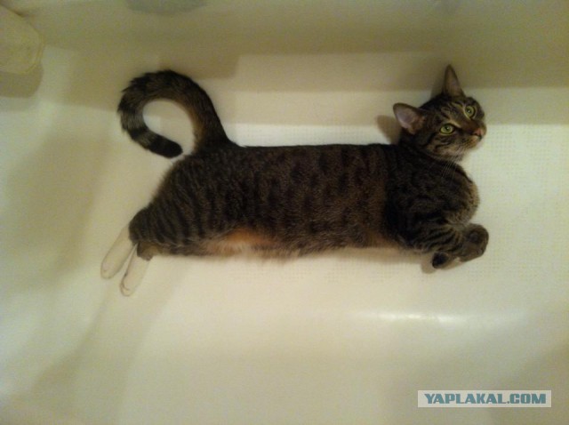 Котовторник   17.12.2013