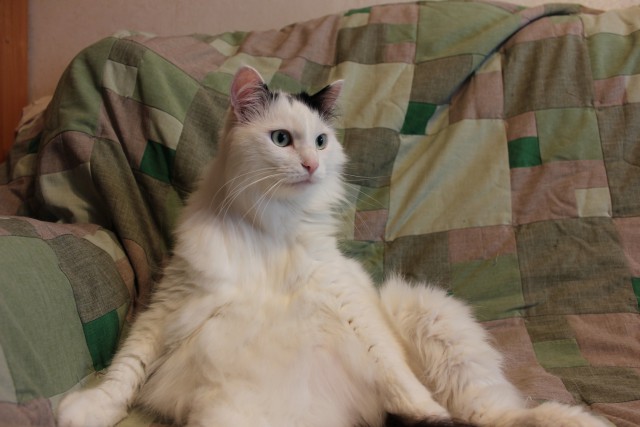 Прихожу домой. встречает кот..