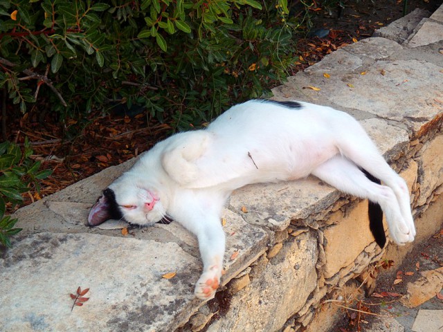 Котовторник  08.04.2014