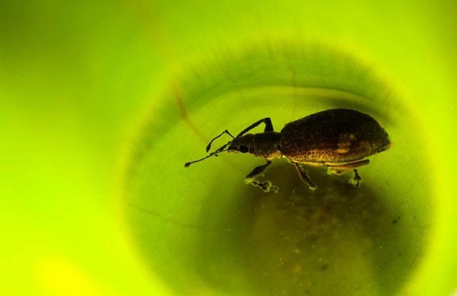 Выставка хищных растений в Колумбии