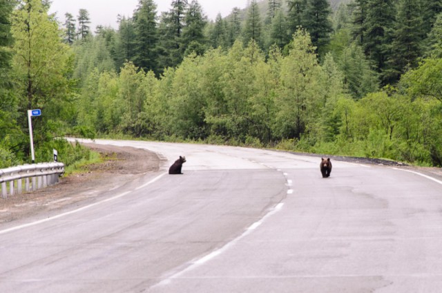Медвежата с Колымской трассы