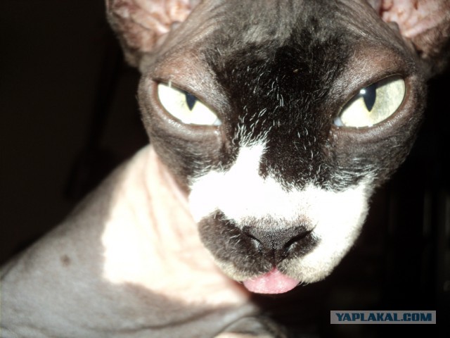 Котовторник 22.07.14