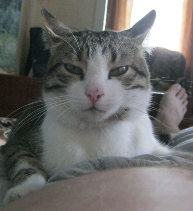 Котовторник 05.08.2014