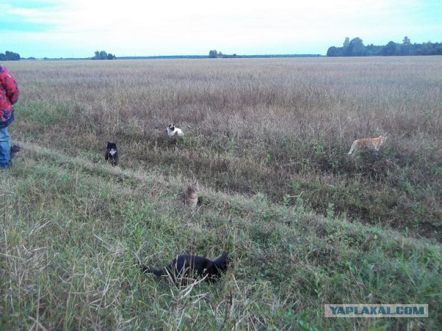 Жизнь домашнего приюта для котеек 23