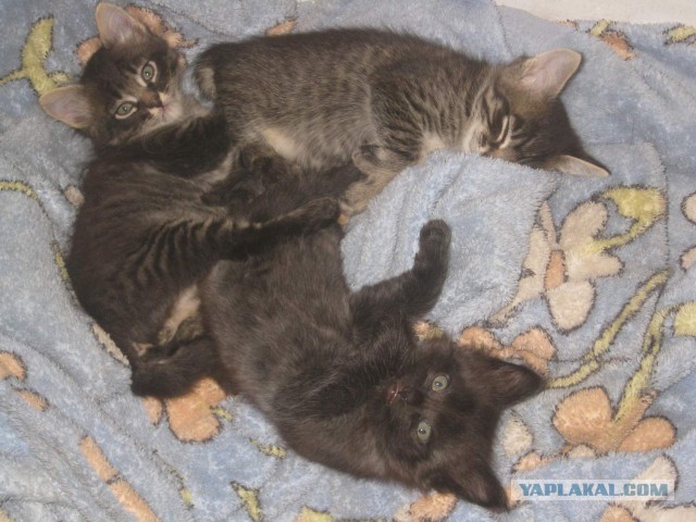 Котовторник 30.09.2014