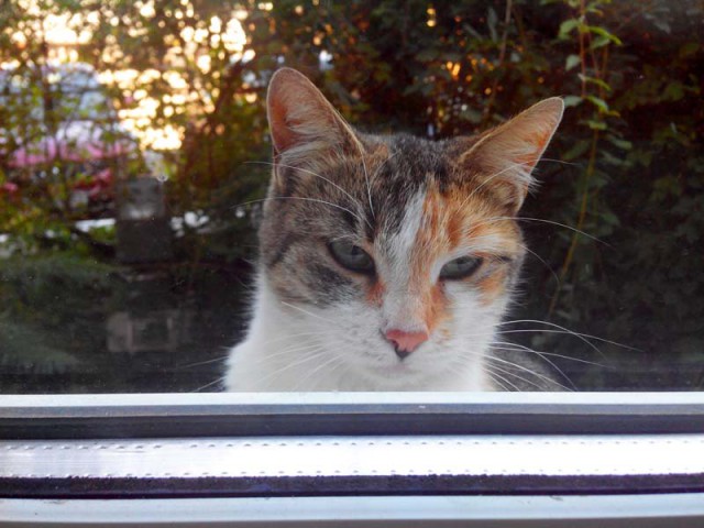 Котовторник 30.09.2014