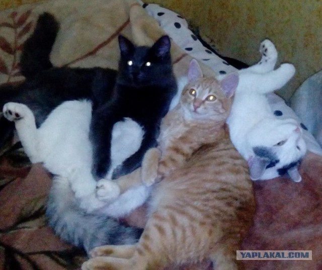 Жизнь домашнего приюта для котеек 37