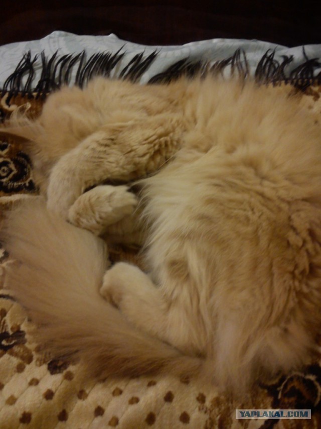 Котовторник 27.01.2015