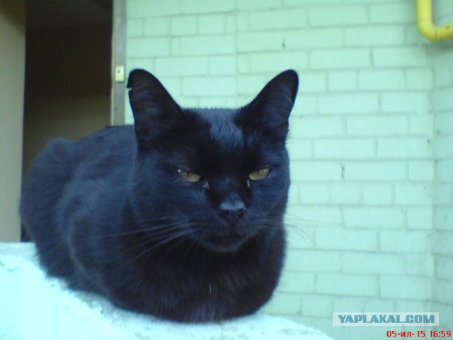 Котовторник 7.07.2015