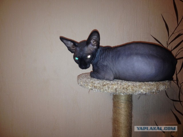 Котовторник 04.08.2015