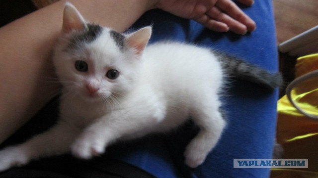 Котовторник 11.08.2015