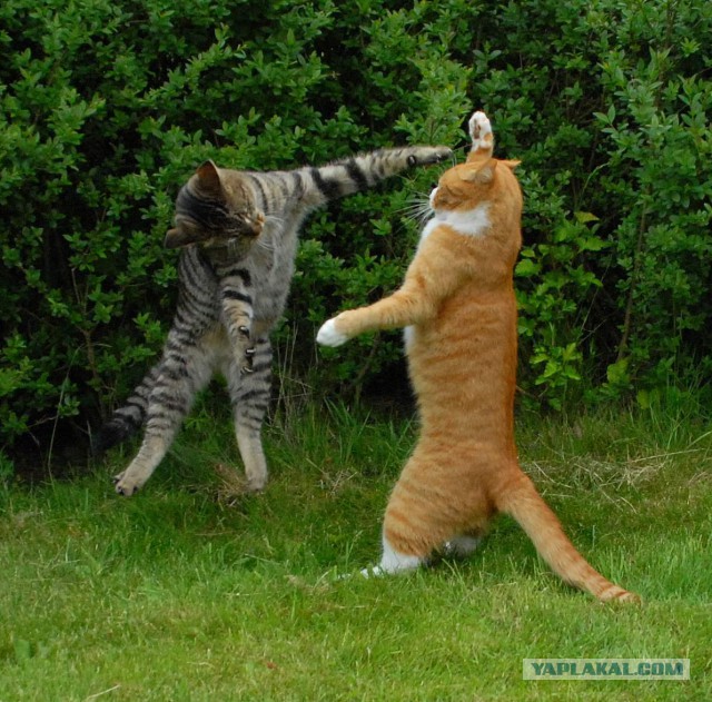 Котовторник