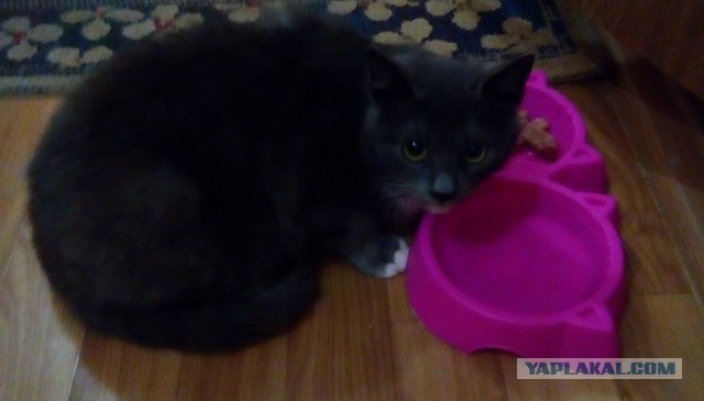 Котовторник 17.05.2016