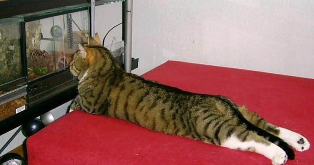 Коты из сети