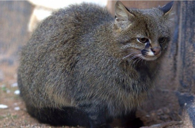 Коты и Кошки