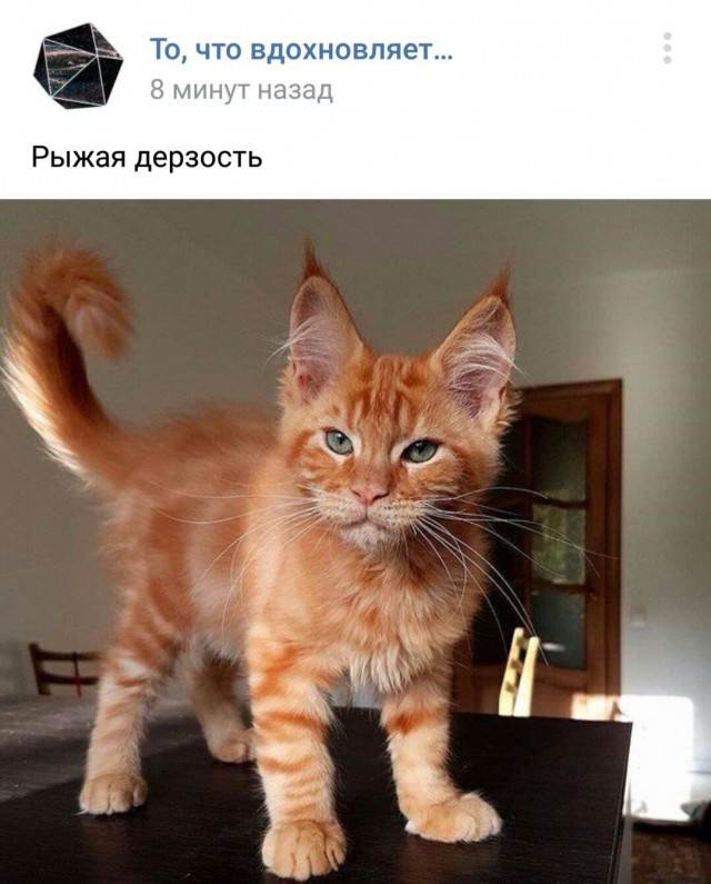 Котовторник