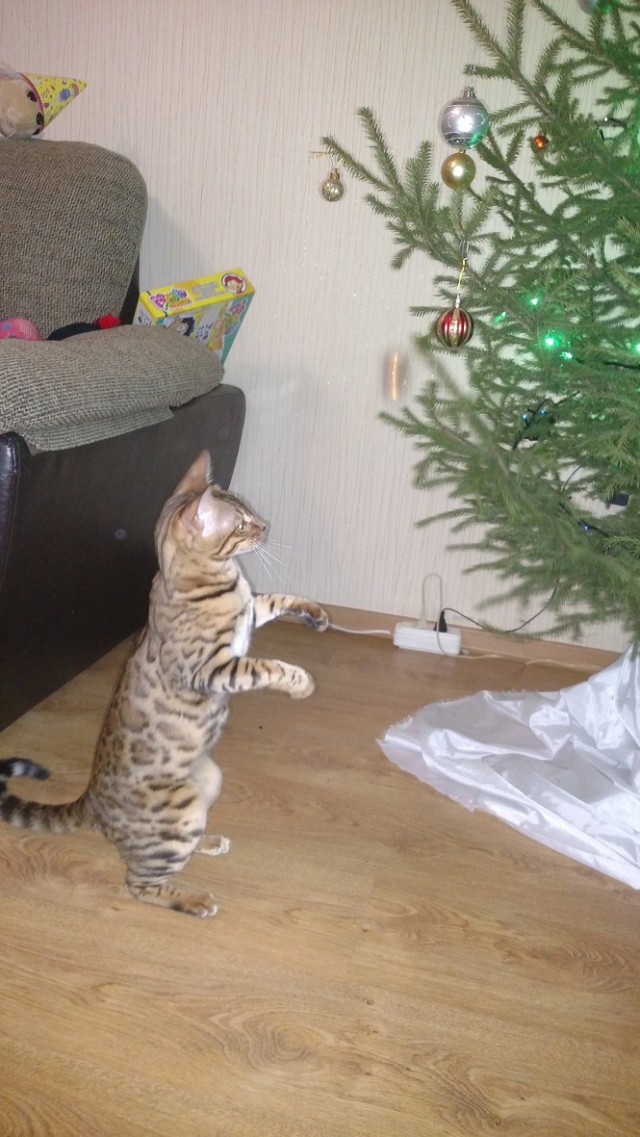 Котовторник 9.01.2018