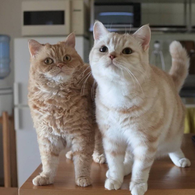 Прикольных котов пост