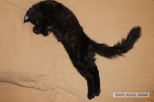 Котовторник