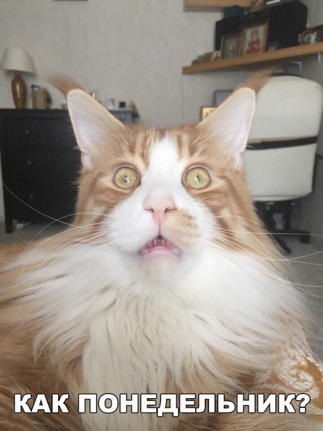 Неадекватные коты