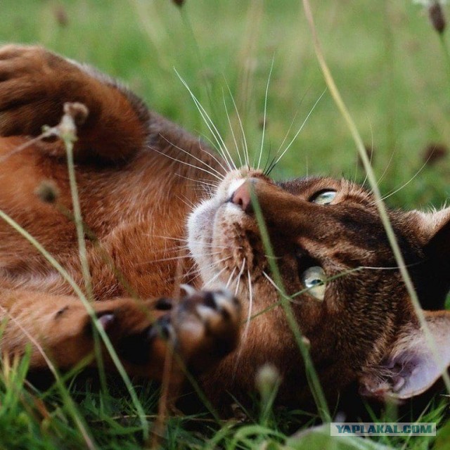 Немного милых жипегов