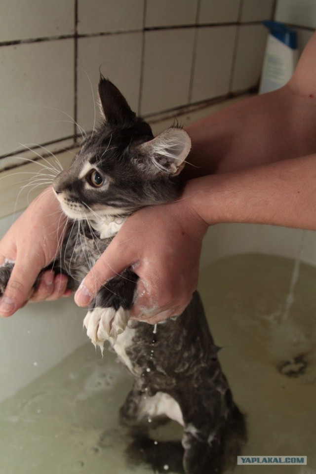 Котовторник. А как же?!