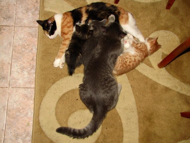 Котовторник с Максом