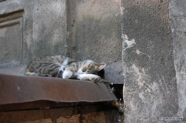 Сонный Котовторник