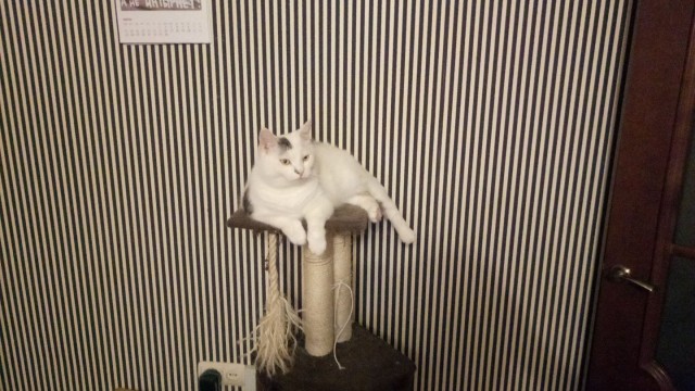 Котовторник (20.11.18)