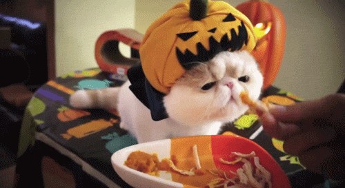 Котовторник 22.11.11
