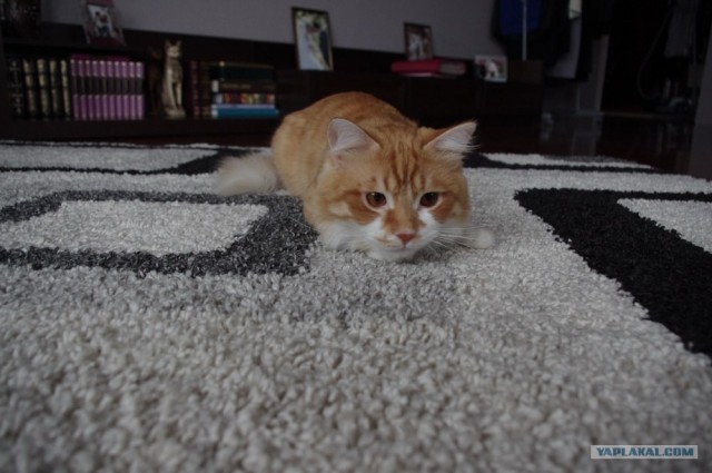 Котовторник 06.12.2011