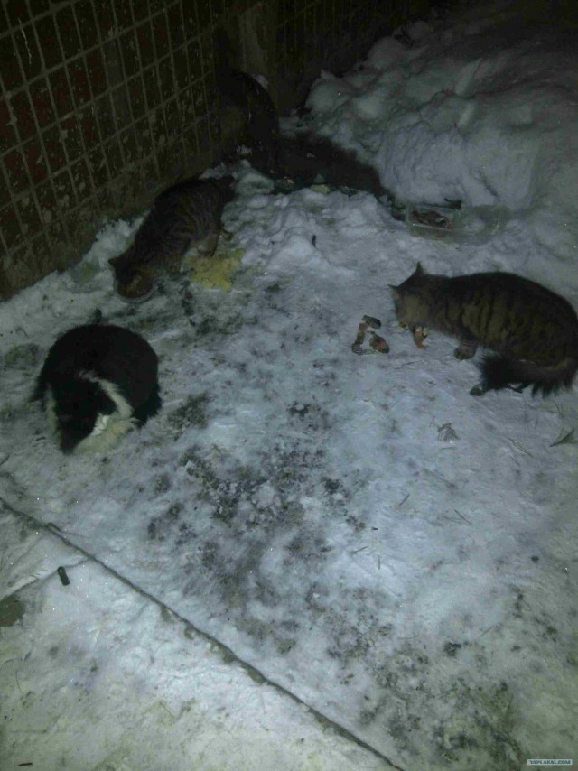 Котовторник (24. 01. 2012 )
