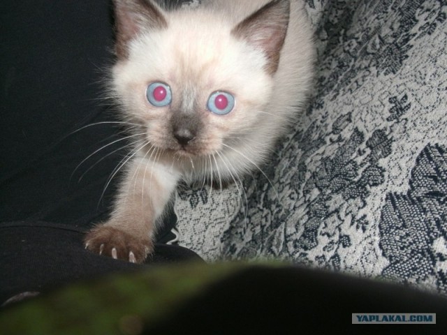 Котовторник 07.08.2012
